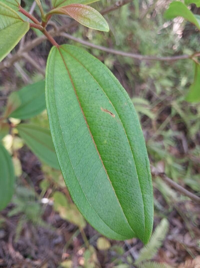 Dichaetanthera oblongifolia — houseplant care guide