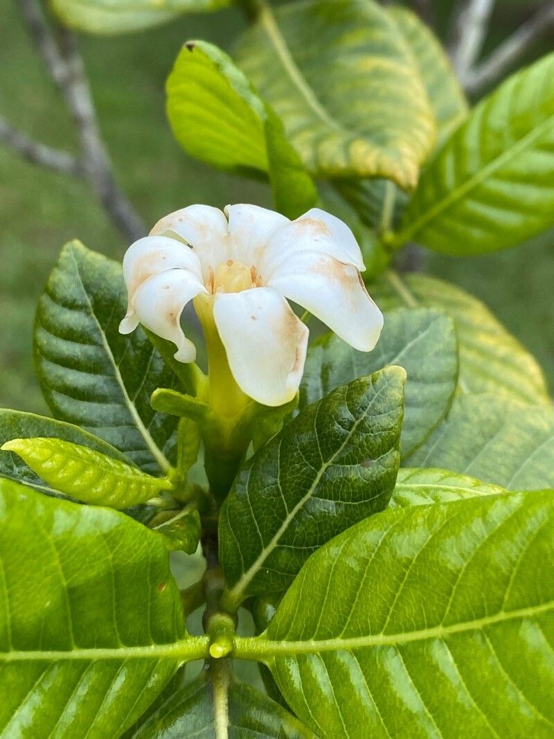 Gardenia brighamii flower