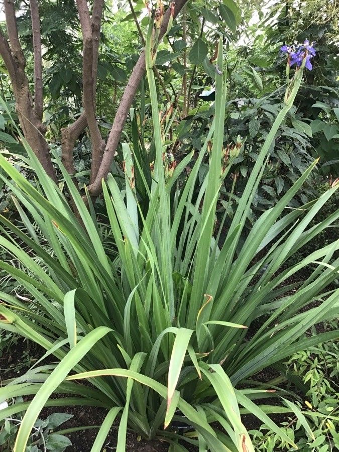 Neomarica caerulea — related species from the same genus