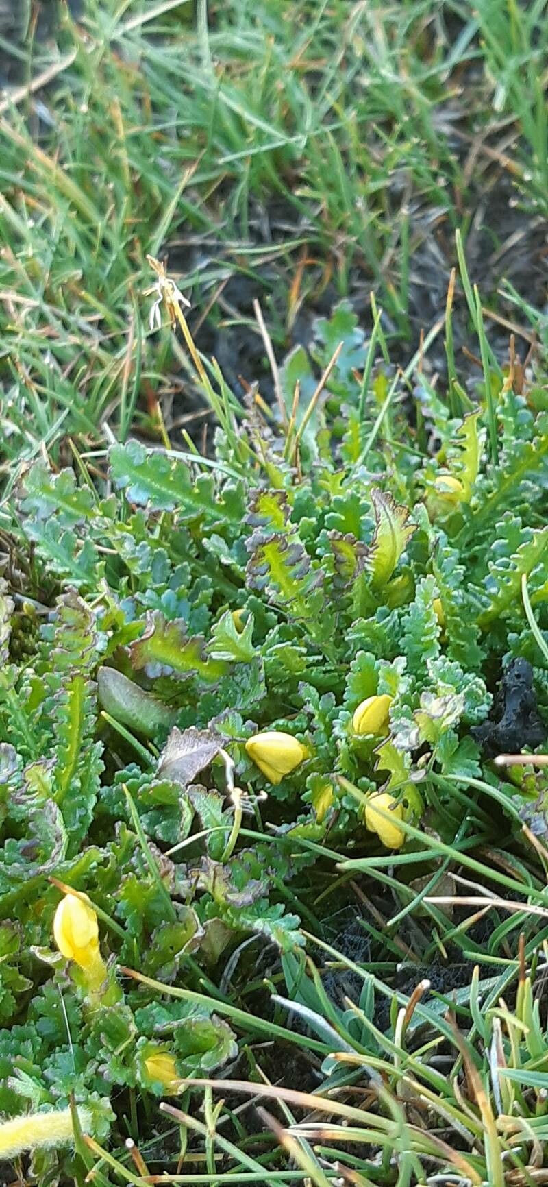 Pedicularis longiflora — houseplant care guide