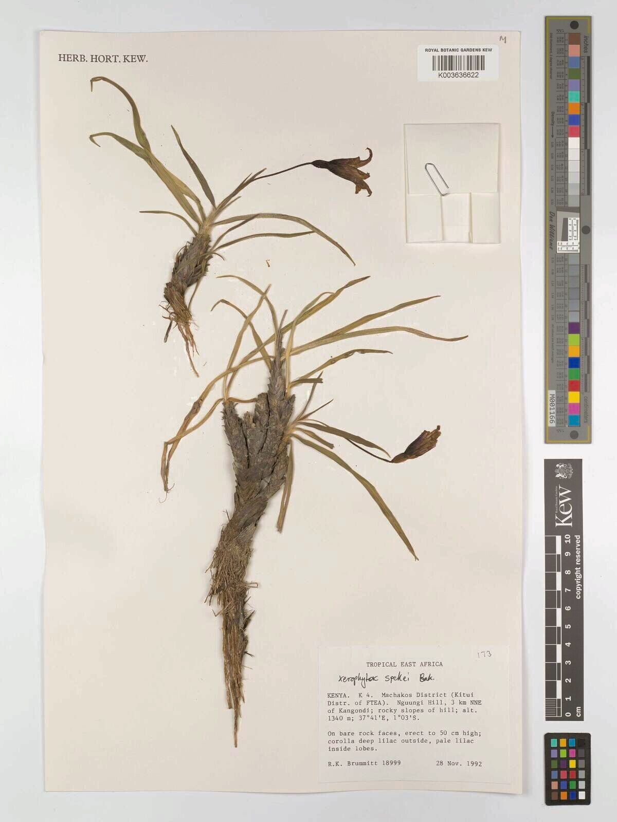 Xerophyta spekei — houseplant care guide