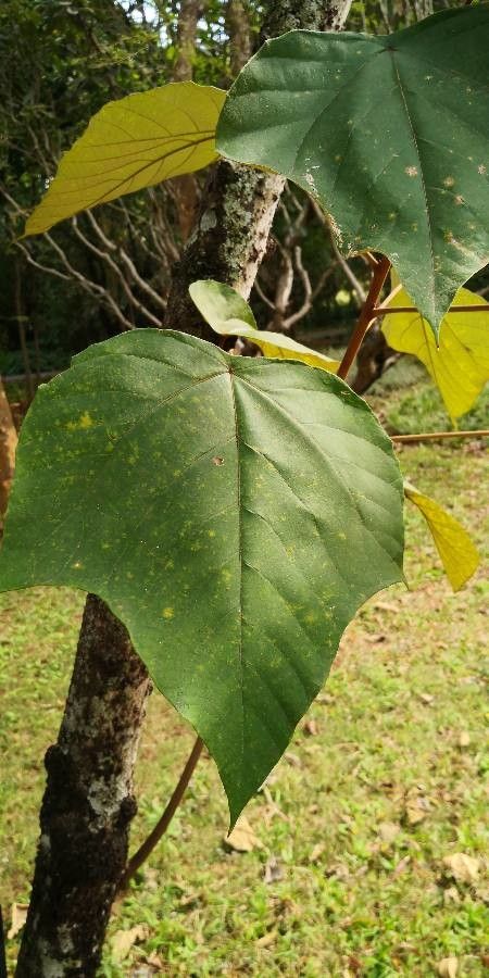 Mallotus tetracoccus — search result for 'Mallotus'