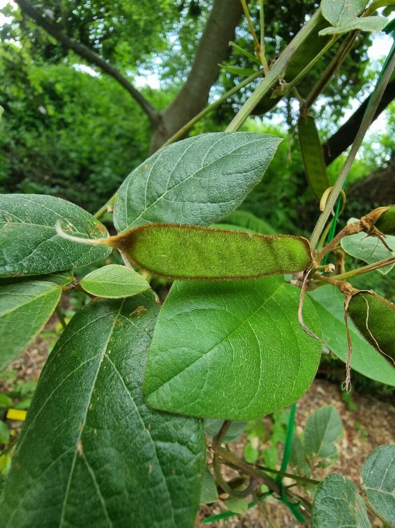Kennedia rubicunda — houseplant care guide