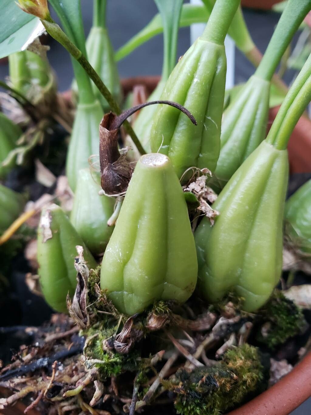 Bulbophyllum guttulatum other
