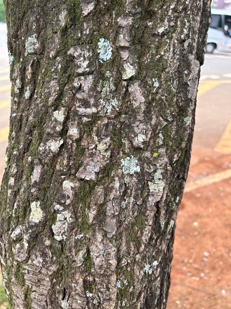 Aspidosperma pyrifolium bark