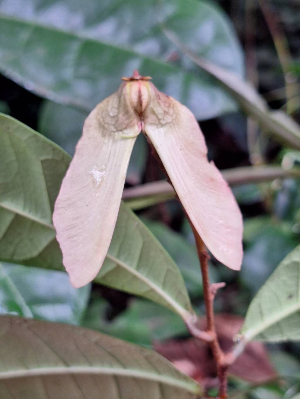 Acridocarpus longifolius fruit