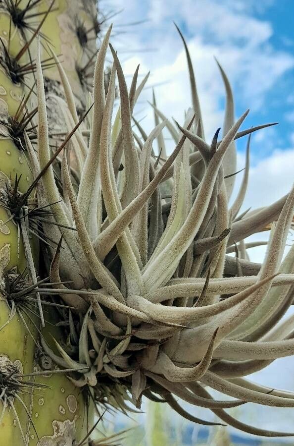 Tillandsia ixioides — search result for 'Uruguay'