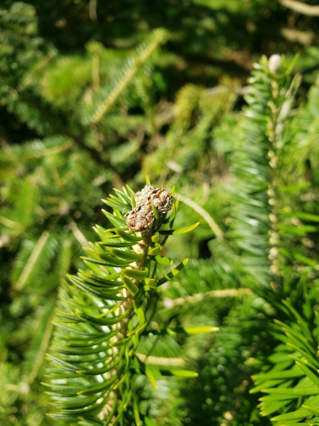 Abies squamata other