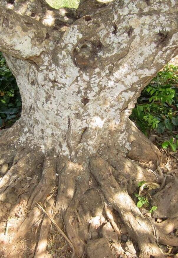 Dracaena caboverdeana bark