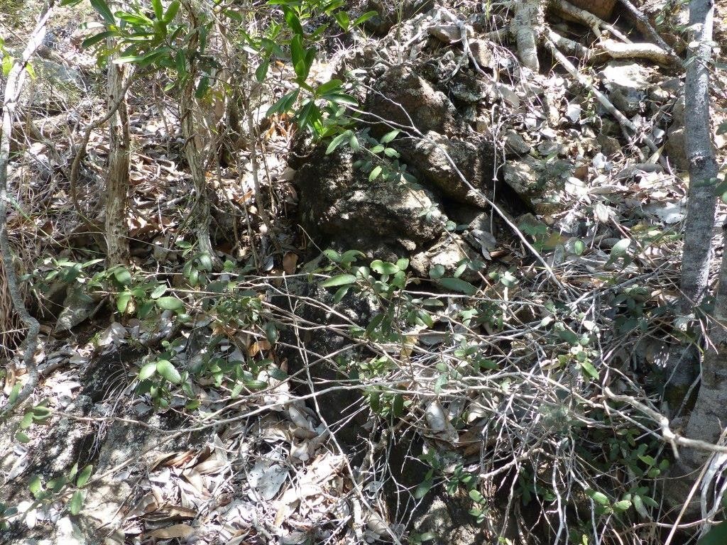 Desmodium kaalense — search result for 'Desmodium'