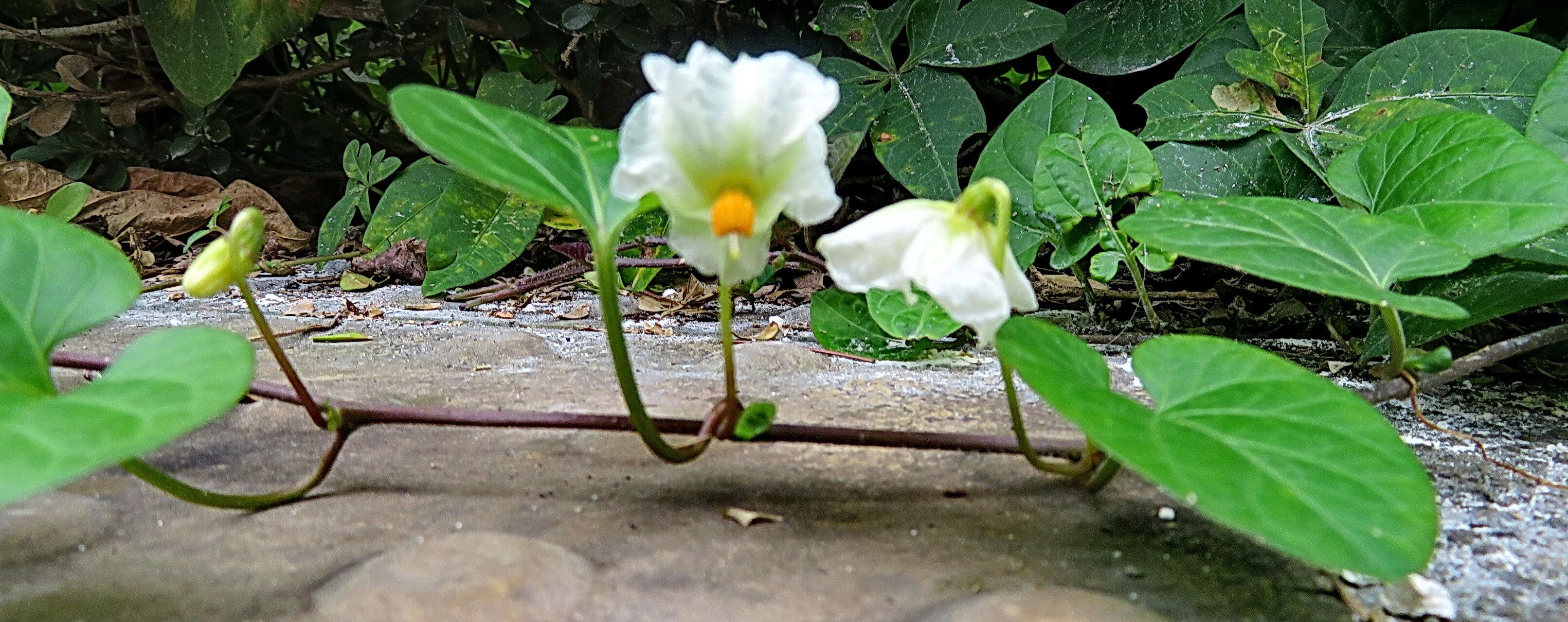 Lycianthes repens habit