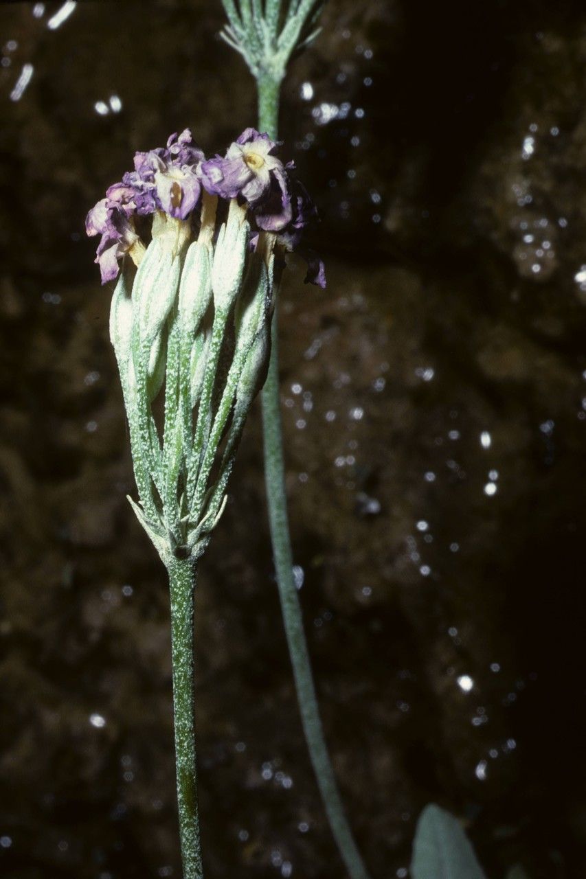 Primula specuicola habit