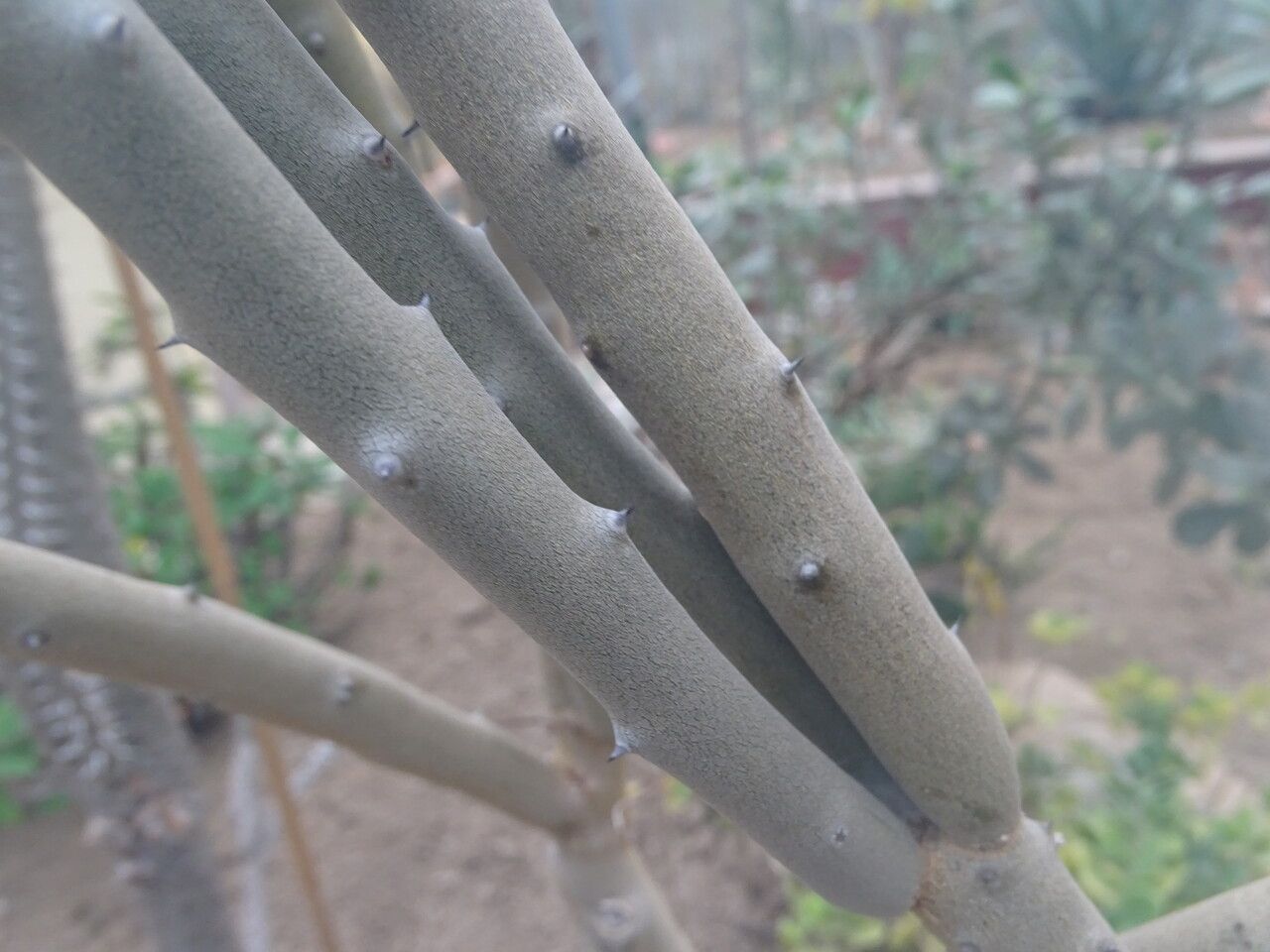 Alluaudia humbertii bark