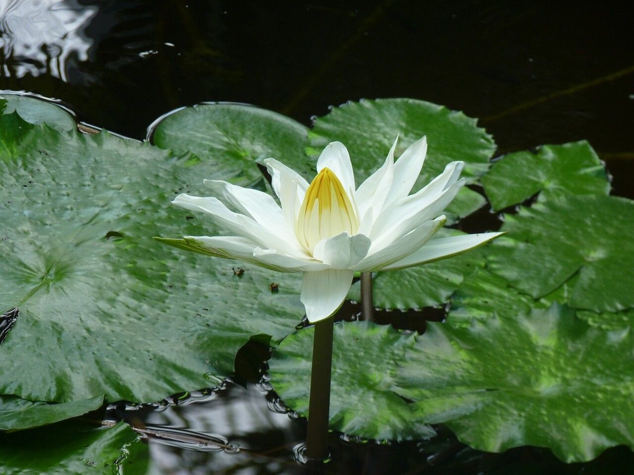 Victoria cruziana flower