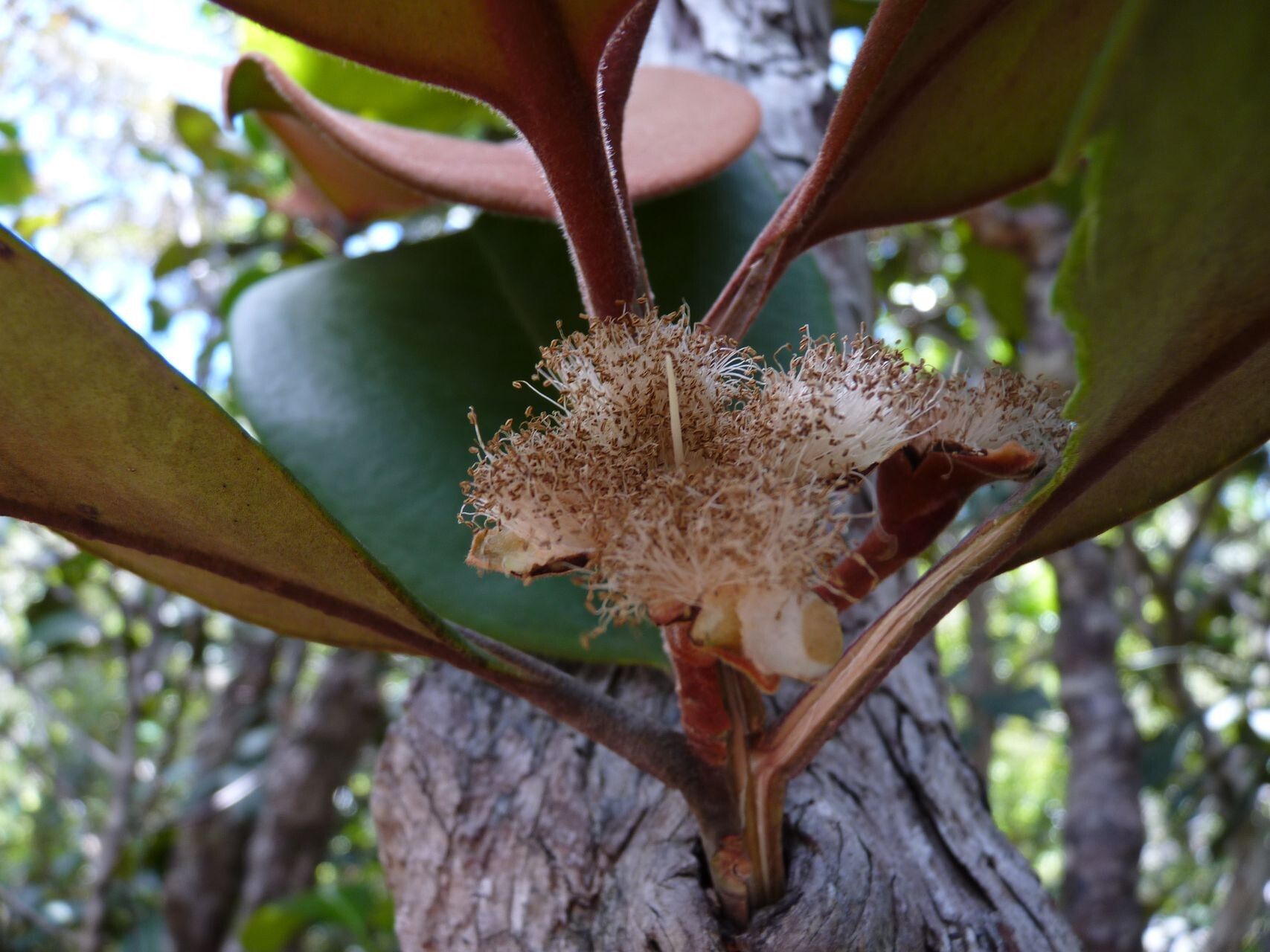 Eugenia veillonii bark