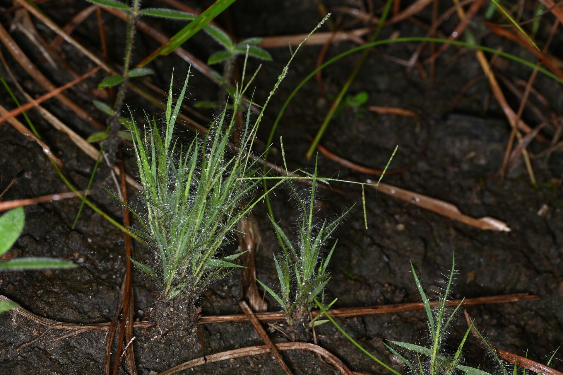 Paspalum parviflorum habit