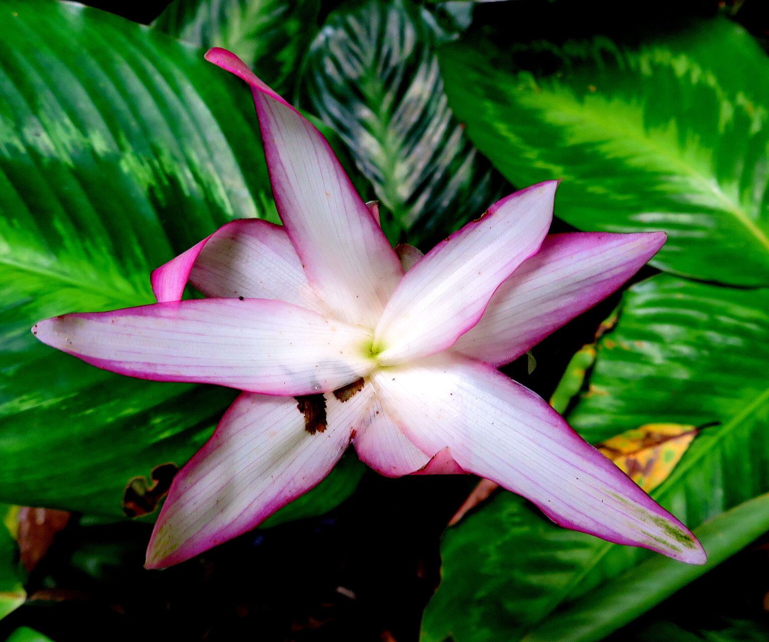 Goeppertia loeseneri flower