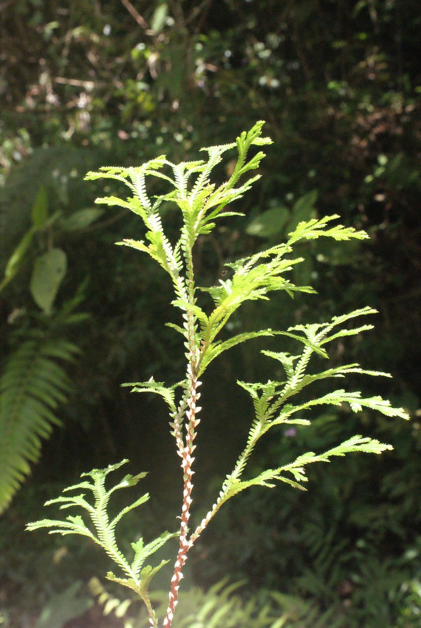 Selaginella distachya habit