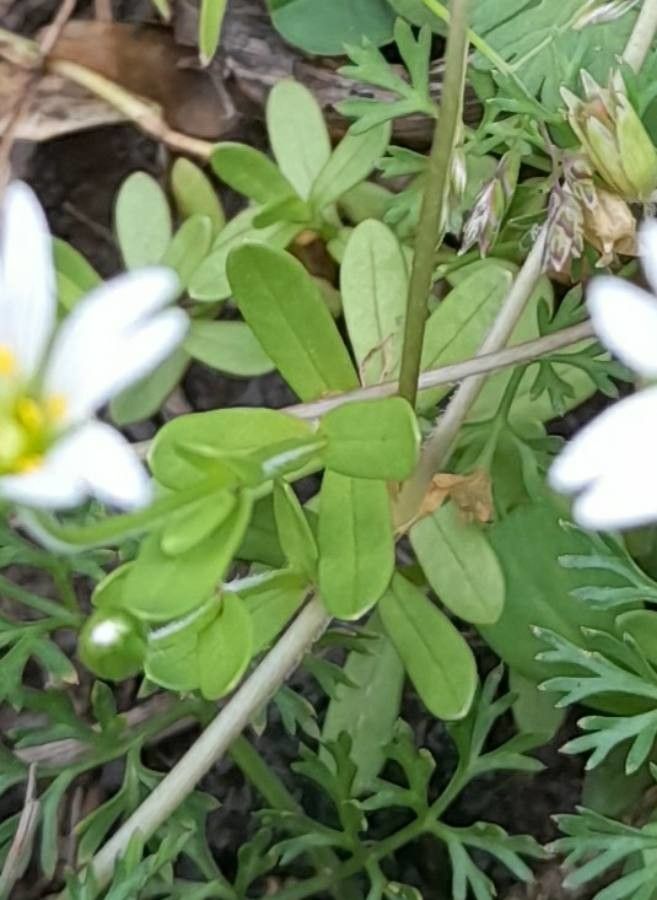 Cerastium humifusum — search result for 'Cerastium'