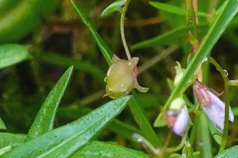 Veronica scutellata fruit
