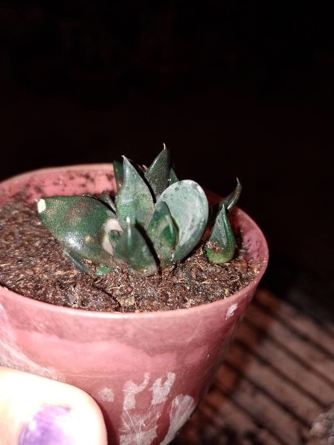 Gasteria pseudonigricans — houseplant care guide
