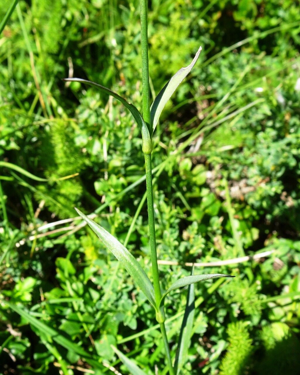 Dianthus seguieri — search result for 'Caryophyllaceae'