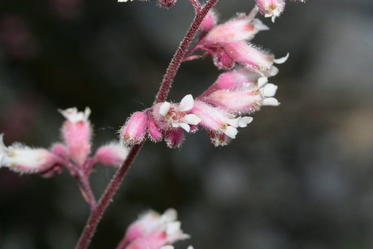 Heuchera caespitosa flower