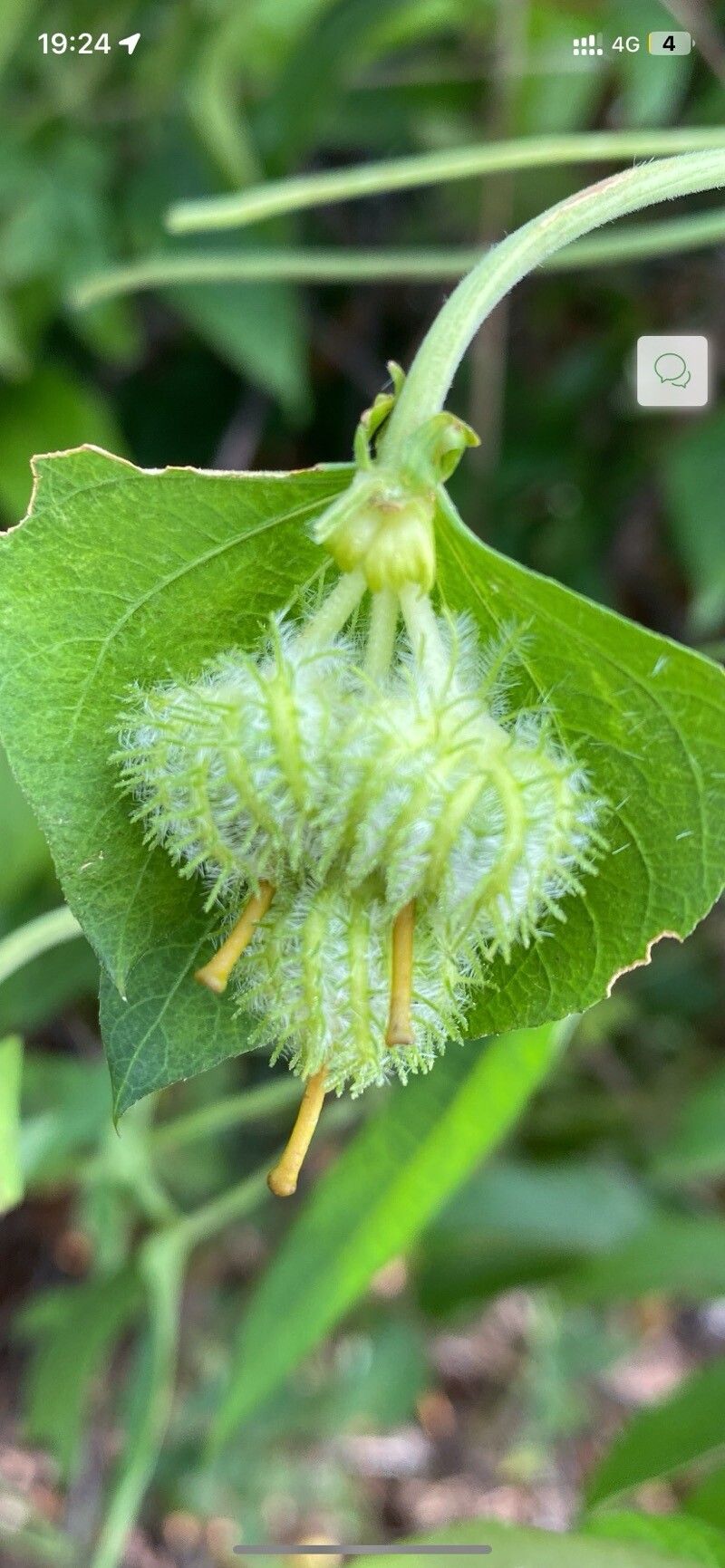 Dalechampia clematidifolia flower