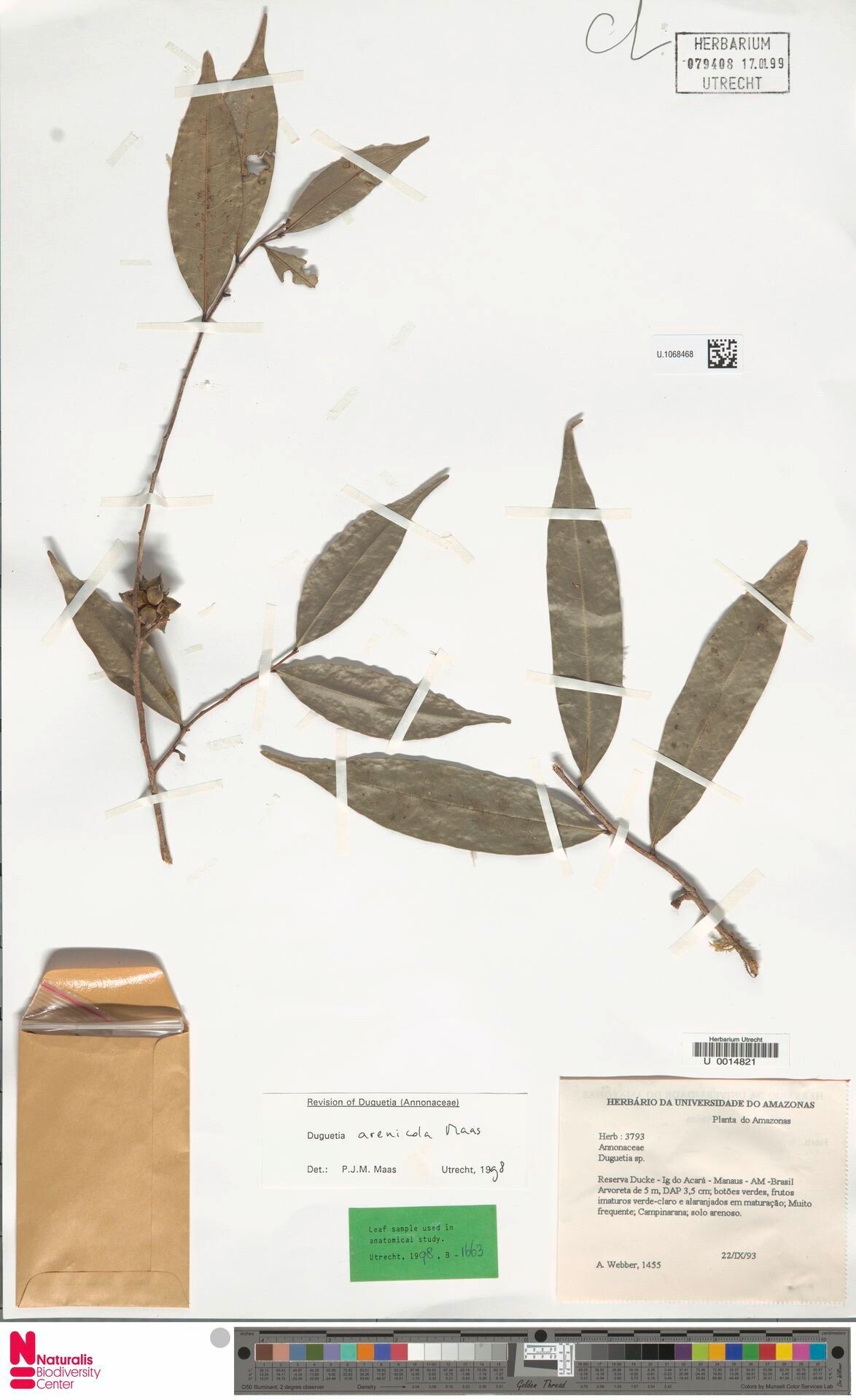 Duguetia arenicola fruit