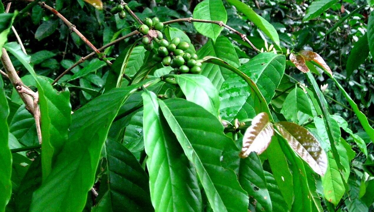 Coffea abbayesii fruit