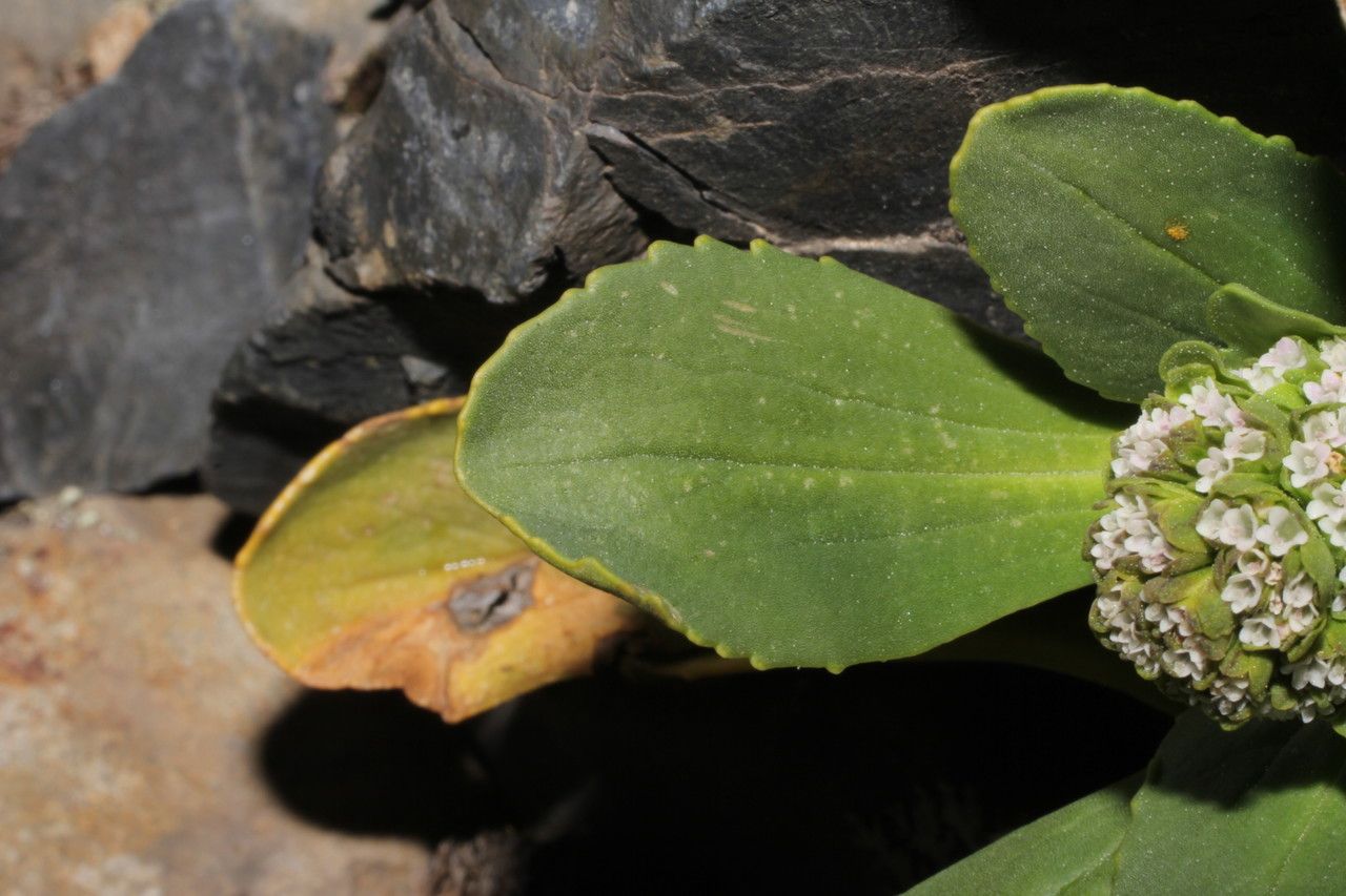 Valeriana nivalis — search result for 'Valeriana'