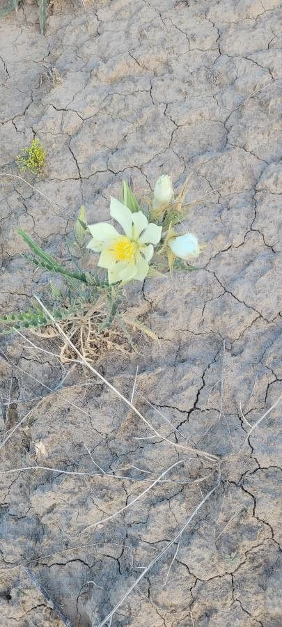 Mentzelia multiflora flower