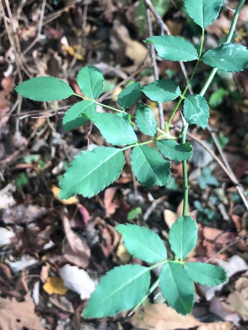 Rosa sertata — houseplant care guide