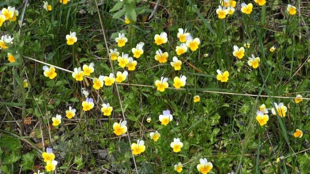 Viola hymettia flower