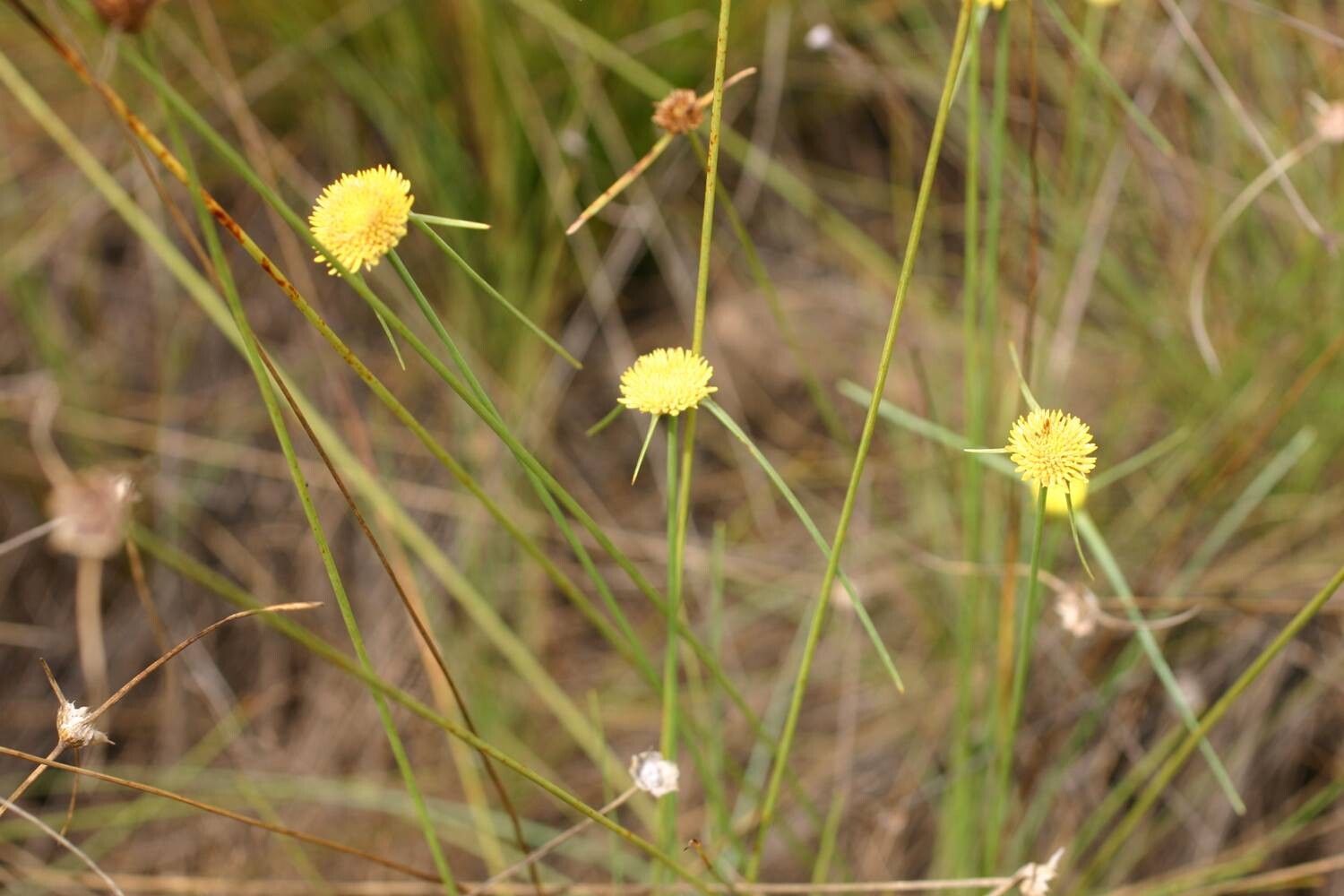 Cyperus proteus flower