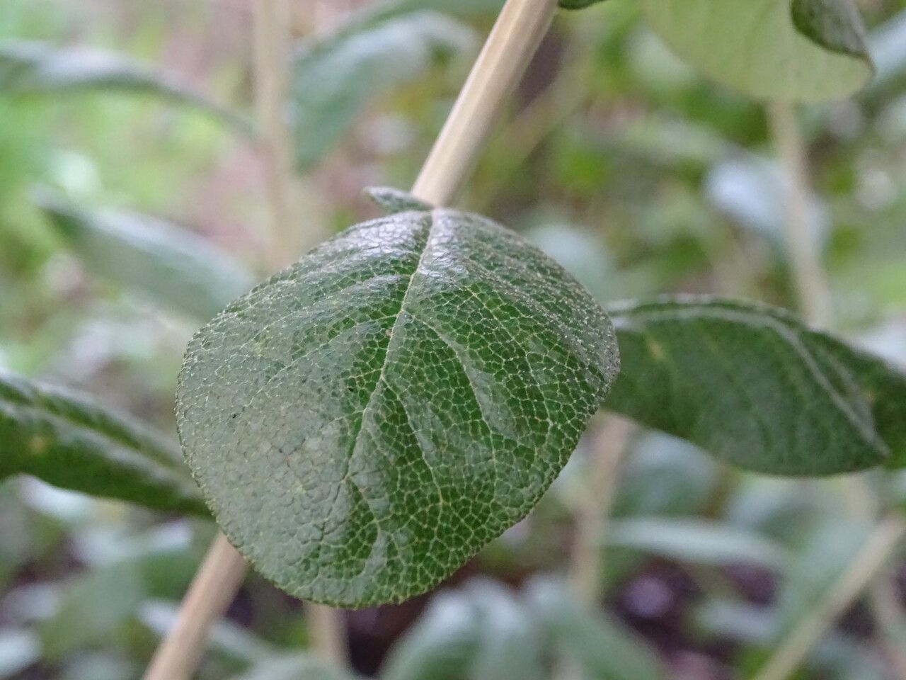 Brachylaena huillensis leaf
