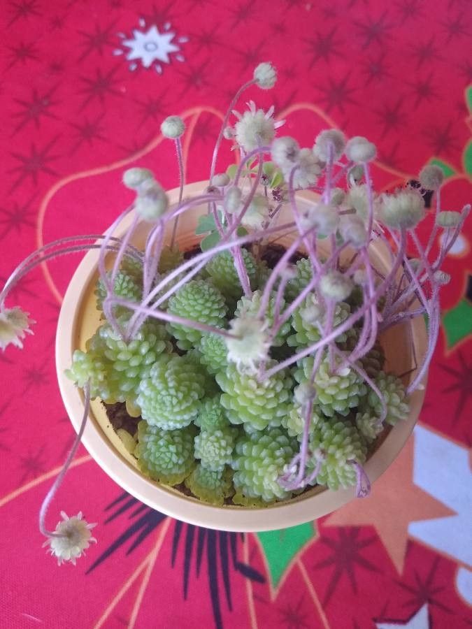 Monanthes polyphylla — houseplant care guide