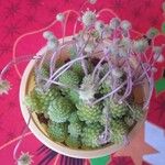 Monanthes polyphylla