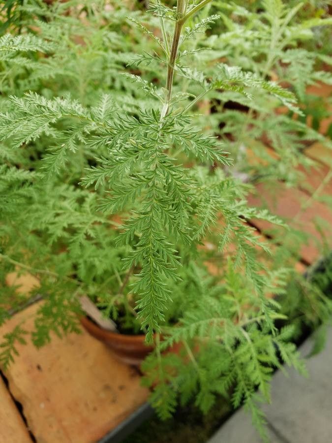 Artemisia afra leaf