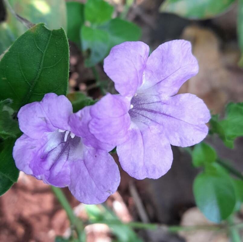 Ruellia erythropus — search result for 'Ruellia'