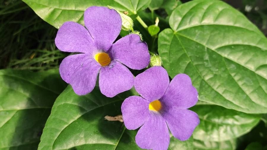 Thunbergia battiscombei flower
