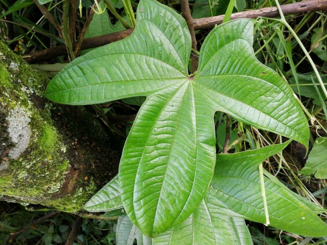 Dioscorea trifida — search result for 'Dioscorea'