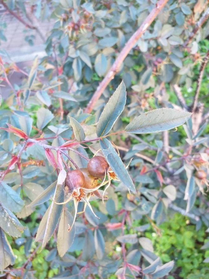 Rosa ferruginea fruit