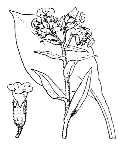 Pulmonaria × ovalis — search result for 'Pulmonaria'