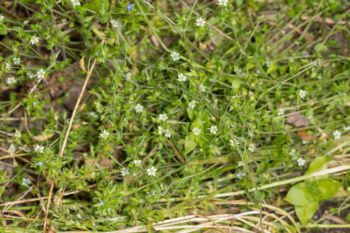 Arenaria leptoclados habit