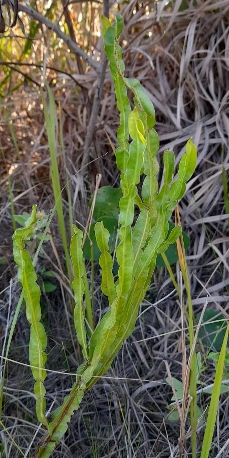 Baccharis crispa — search result for 'Baccharis'