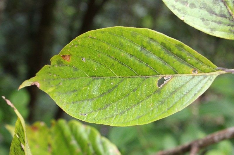 Mussaenda landia leaf