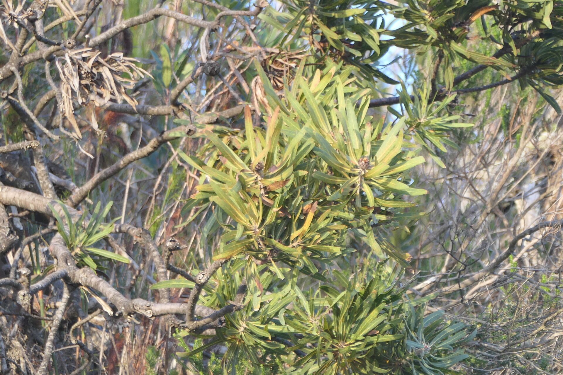 Protea neriifolia — search result for 'Protea'