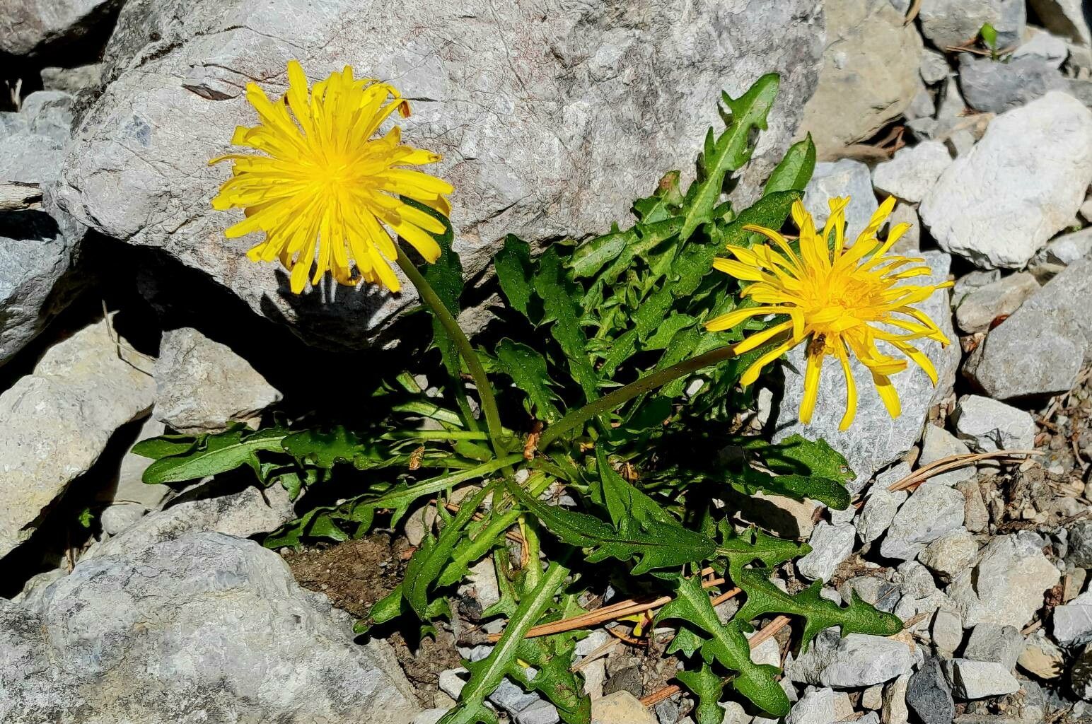 Taraxacum alpinum flower