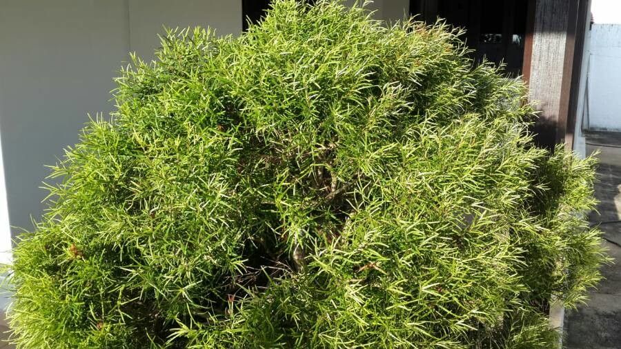 Eugenia sprengelii — search result for 'Eugenia'